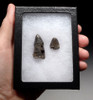 SOLO RIVER JAVA MAN KILLER FOSSIL CROCODILE TEETH FROM THE FAMOUS HOMO ERECTUS DEPOSITS OF INDONESIA *CROC054