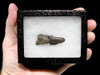 GIANT ARMADILLO FOSSIL TOE CLAW AND PHALANGE *LM5-015