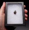 BRACHYLOPHOSAURUS HADROSAUR DINOSAUR TOOTH *DT7-028