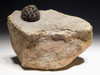 PERMIAN LIFELIKE FRESHWATER FOSSIL BACTERIAL BALL STROMATOLITE COLONY FROM GERMANY *ST017