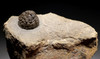 PERMIAN LIFELIKE FRESHWATER FOSSIL BACTERIAL BALL STROMATOLITE COLONY FROM GERMANY *ST017