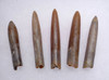 FIVE TRANSLUCENT CALCITE BELEMNITE FOSSILS OF GONIOTEUTHIS FROM THE DINOSAUR DAYS *BEL111
