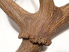 RED DEER FOSSILS EUROPE ICE AGE CERVAS FOSSIL ANTLER