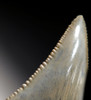 COLLECTOR GRADE LARGE 2.2 INCH GREAT WHITE SHARK TOOTH FOSSIL OF CARCHARIAS *SHX043