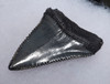 GREAT WHITE SHARK FOSSIL TOOTH 2 INCHES LONG OF CARCHARIAS *SHX076