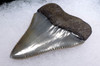 COLORFUL GREAT WHITE SHARK FOSSIL TOOTH CARCHARIAS 2 INCHES LONG *SHX078
