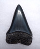 INVESTMENT GRADE LARGE FOSSIL GREAT WHITE SHARK TOOTH 2.15 INCH CARCHARIAS *SHX077