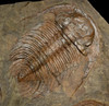 TR1-044 - GIANT "EXTINCTION EVENT" CAMBRIAN FOSSIL WITH SEVEN LARGE SCIENTIFIC GRADE PARADOXIDES TRILOBITES