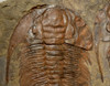 TR1-044 - GIANT "EXTINCTION EVENT" CAMBRIAN FOSSIL WITH SEVEN LARGE SCIENTIFIC GRADE PARADOXIDES TRILOBITES