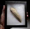 RARE LARGE UNBROKEN FLINT CORE STRUCK BLADE FROM THE AFRICAN CAPSIAN NEOLITHIC *CAP222