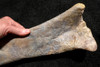 RARE AFRICAN SAUROPOD TIBIA FOSSIL DINOSAUR LEG BONE FROM A DIPLODOCOID *DBX029