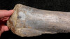 RARE AFRICAN SAUROPOD FIBULA FOSSIL DINOSAUR LEG BONE FROM A DIPLODOCOID *DBX031