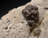 RARE PERMIAN FRESHWATER FOSSIL BACTERIA STROMATOLITE COLONIES ON HOST ROCK *ST006