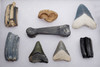 COLLECTION OF VERTEBRATE FOSSILS FROM THE FAMOUS BONE VALLEY FORMATION *BVX001