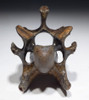 COMPLETE ICE AGE HORSE FOSSIL VERTEBRA FROM EUROPE *LMX214