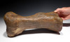 MASSIVE FOSSIL TRICERATOPS DINOSAUR METATARSAL FOOT BONE *DBXT1