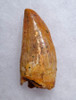 COLORFUL UNBROKEN CARCHARODONTOSAURUS FOSSIL TOOTH FROM THE LARGEST MEAT-EATING DINOSAUR *DT2-103