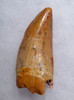 COLORFUL UNBROKEN CARCHARODONTOSAURUS FOSSIL TOOTH FROM THE LARGEST MEAT-EATING DINOSAUR *DT2-103