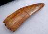 HUGE 3.7 INCH FOSSIL DINOSAUR TOOTH FROM MEAT-EATING CARCHARODONTOSAURUS  *DT2-104