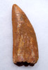 HUGE 3.7 INCH FOSSIL DINOSAUR TOOTH FROM MEAT-EATING CARCHARODONTOSAURUS  *DT2-104