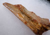 INEXPENSIVE CARCHARODONTOSAURUS FOSSIL TOOTH FROM THE LARGEST MEAT-EATING DINOSAUR DT2-106