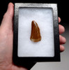 AFFORDABLE CARCHARODONTOSAURUS DINOSAUR TOOTH WITH SERRATIONS AND FEEDING WEAR  *DT2-111
