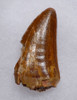 AFFORDABLE CARCHARODONTOSAURUS DINOSAUR TOOTH WITH SERRATIONS AND FEEDING WEAR  *DT2-111
