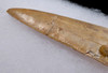 LIGHT COLOR CARCHARODONTOSAURUS 2.8 INCH FOSSIL TOOTH FROM THE LARGEST MEAT-EATING DINOSAUR *DT2-114