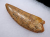 LARGE 3 INCH CARCHARODONTOSAURUS FOSSIL TOOTH FROM THE LARGEST MEAT-EATING DINOSAUR *DT2-113