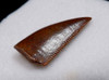 DROMAEOSAUR " RAPTOR " FOSSIL DINOSAUR TOOTH *DT6-316