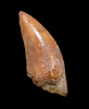 LARGE COLORFUL DROMAEOSAUR " RAPTOR " FOSSIL DINOSAUR TOOTH *DT6-315