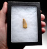 MAXIMUM SIZE DROMAEOSAUR " RAPTOR " FOSSIL DINOSAUR TOOTH WITH FEEDING WEAR  *DT6-311