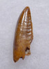 SUPERB LARGE ' RAPTOR ' DINOSAUR DROMAEOSAUR TOOTH WITH PUMPKIN ORANGE ENAMEL  *DT6-314