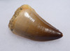 IMPRESSIVE LARGE FOSSIL TOOTH FROM A HUGE MOSASAUR MARINE REPTILE *DT1-132