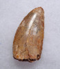 AFFORDABLE CARCHARODONTOSAURUS FOSSIL TOOTH FROM THE LARGEST MEAT-EATING DINOSAUR  *DT2-116