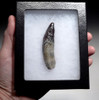 COMPLETE FOSSIL PHYSETER SPERM WHALE TOOTH WITH ROOT *WH051