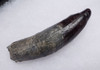 COMPLETE FOSSIL PHYSETER SPERM WHALE TOOTH WITH ROOT *WH051