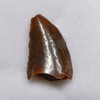 DROMAEOSAUR " RAPTOR " FOSSIL DINOSAUR TOOTH *DT6-321