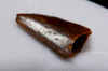 DROMAEOSAUR " RAPTOR " FOSSIL DINOSAUR TOOTH *DT6-321