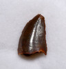 DROMAEOSAUR " RAPTOR " FOSSIL DINOSAUR TOOTH *DT6-321