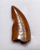 MAXIMUM SIZE DROMAEOSAUR " RAPTOR " FOSSIL DINOSAUR TOOTH WITH DAMAGE *DT6-320