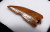 MAXIMUM SIZE DROMAEOSAUR " RAPTOR " FOSSIL DINOSAUR TOOTH WITH DAMAGE *DT6-320