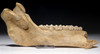 FOSSIL WILD BOAR JAW FROM A CAVE HYENA SITE IN THE ARDENNES FOREST BELGIUM  *LM41-001