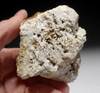 NATURAL FORM FOSSIL STROMATOLITE FROM AN ANCIENT OLIGOCENE LAKE  *ST031