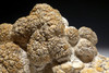 OUR FINEST MUSEUM-CLASS STROMATOLITE FOSSIL WITH NATURAL BACTERIA BALL COLONIES FROM A PREHISTORIC LAKE  *ST019