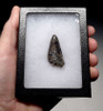JAVA MAN KILLER CROCODILE FOSSIL TOOTH FROM FAMOUS HOMO ERECTUS DEPOSITS OF SOLO RIVER INDONESIA *CROC055
