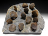 ATRYPA DEVONIAN BRACHIOPOD COLONY FROM SITE OF OLDEST TETRAPOD FOSSILS  *BR036