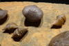 GIANT DEVONIAN BRACHIOPOD FOSSIL COLONY FROM SITE OF THE OLDEST TETRAPOD FOSSILS  *BR019