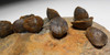 DEVONIAN ATRYPA BRACHIOPOD FOSSILS FROM SITE OF OLDEST TETRAPOD FOOTPRINTS  *BR033