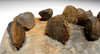 DEVONIAN ATRYPA BRACHIOPOD FOSSILS FROM SITE OF OLDEST TETRAPOD FOOTPRINTS  *BR033